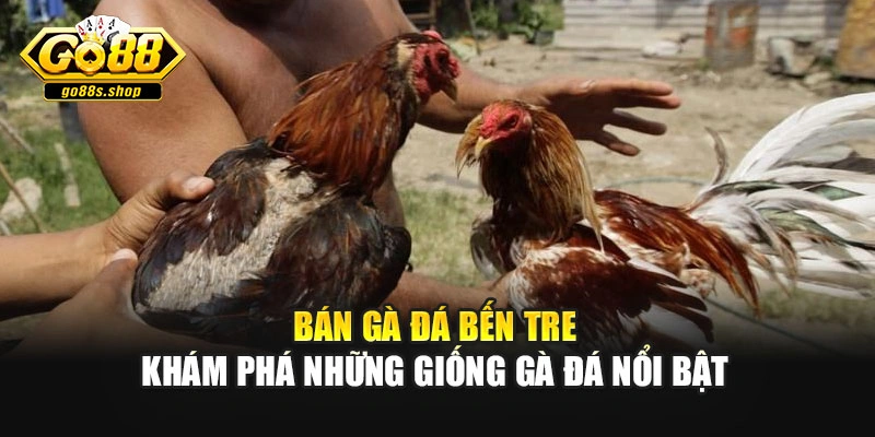 Bán Gà Đá Bến Tre – Khám Phá Những Giống Gà Đá Nổi Bật