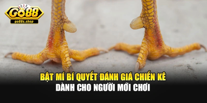 Bật mí bí quyết đánh giá chiến kê dành cho người mới chơi