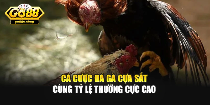 Cá cược đá gà cựa sắt cùng tỷ lệ thưởng cực cao