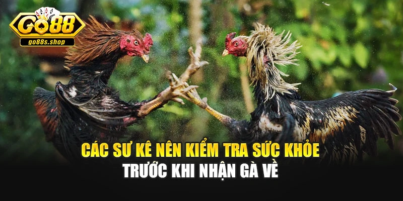 Các sư kê nên kiểm tra sức khỏe trước khi nhận gà về