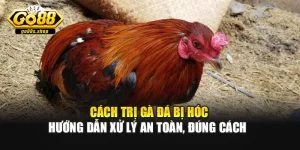 Cách Trị Gà Đá Bị Hóc – Hướng Dẫn Xử Lý An Toàn, Đúng Cách 