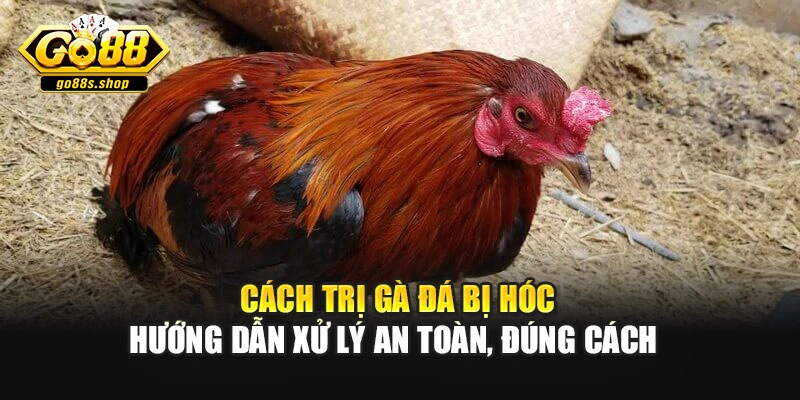 Cách Trị Gà Đá Bị Hóc – Hướng Dẫn Xử Lý An Toàn, Đúng Cách