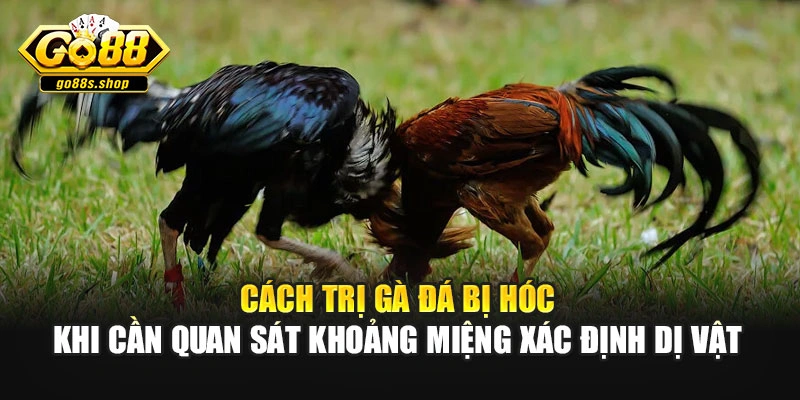 Cách trị gà đá bị hóc khi cần quan sát khoảng miệng xác định dị vật