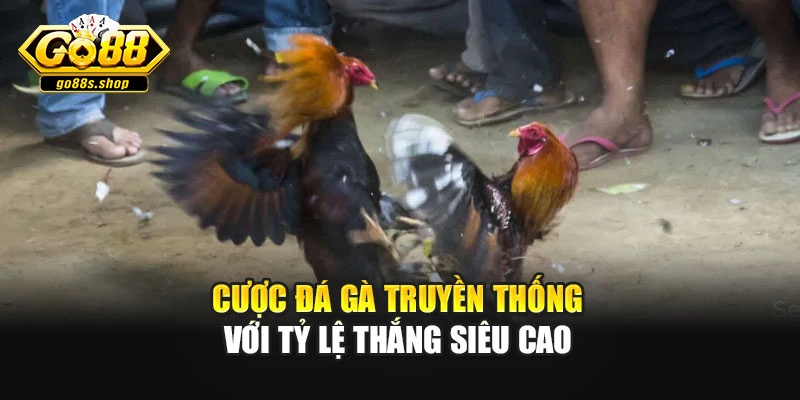 Cược đá gà truyền thống với tỷ lệ thắng siêu cao