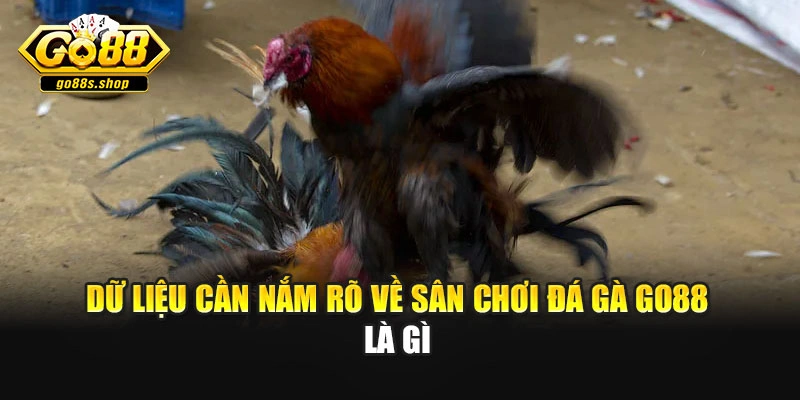 Dữ liệu cần nắm rõ về sân chơi đá gà Go88 là gì
