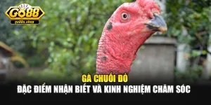 Gà Chuối Đỏ – Đặc Điểm Nhận Biết Và Kinh Nghiệm Chăm Sóc 