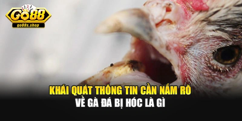 Khái quát thông tin cần nắm rõ về gà đá bị hóc là gì