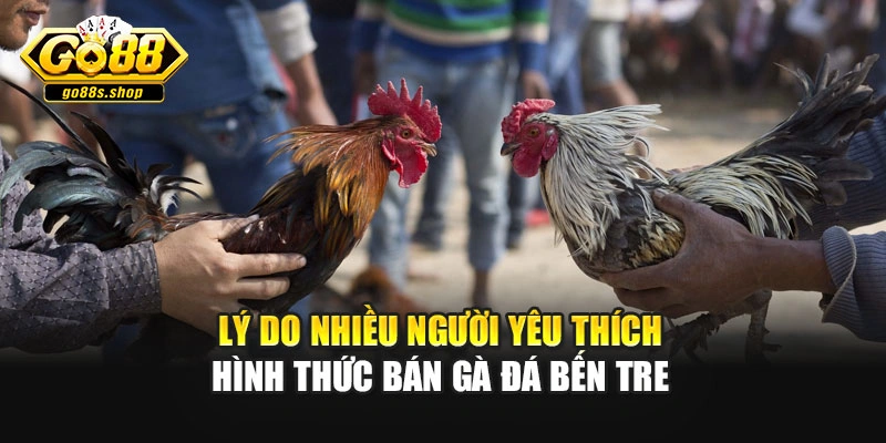 Lý do nhiều người yêu thích hình thức bán gà đá Bến Tre