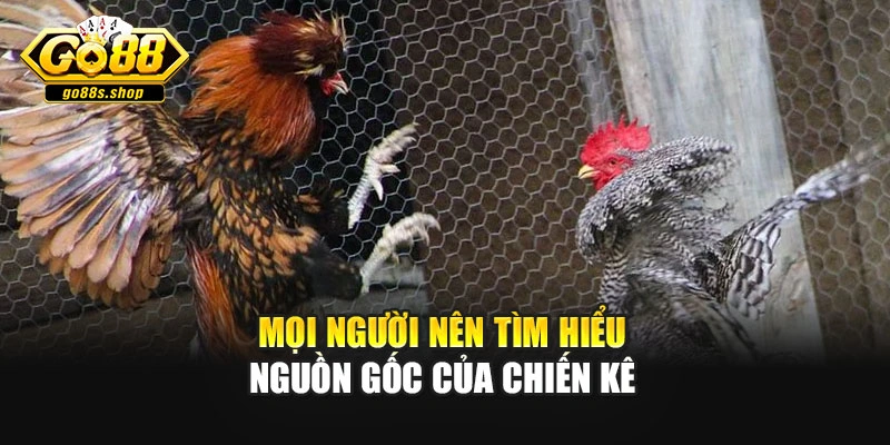 Mọi người nên tìm hiểu nguồn gốc của chiến kê