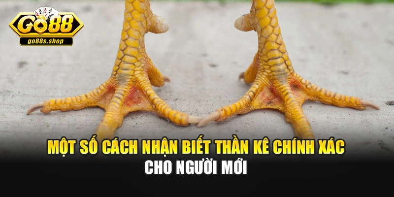 Một số cách nhận biết thần kê chính xác cho người mới