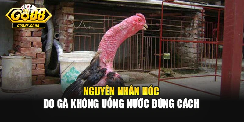 Nguyên nhân hóc do gà không uống nước đúng cách